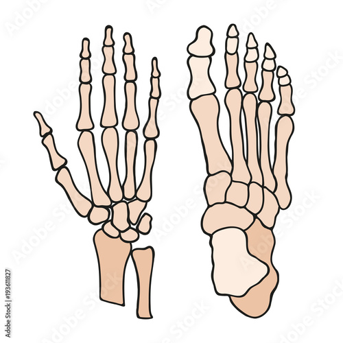 Anatomia