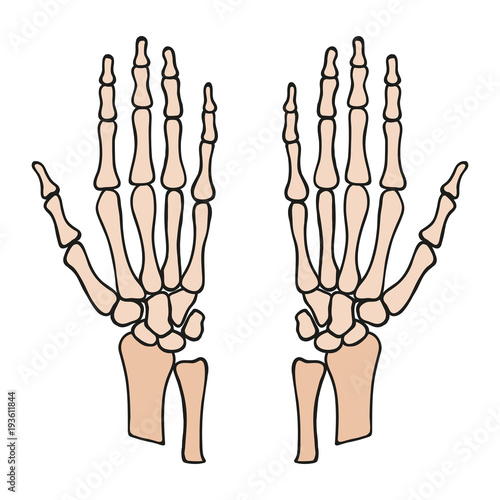 Anatomia