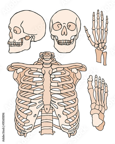 Anatomia