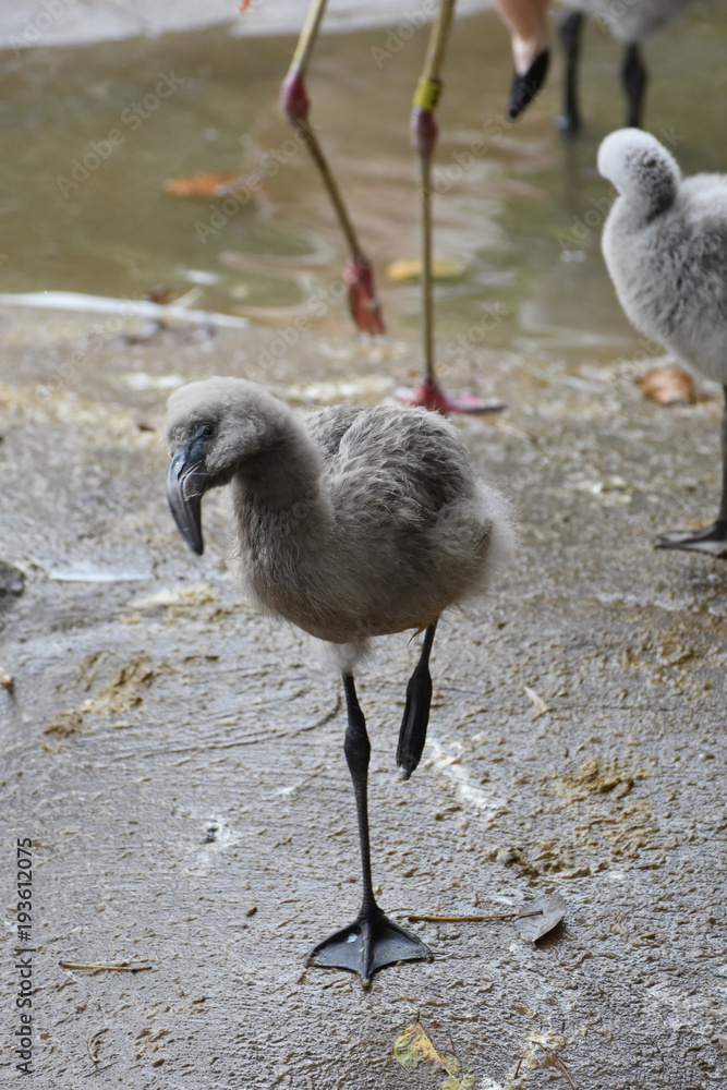 Fototapeta premium Cute flamingo baby bird standing on one foot