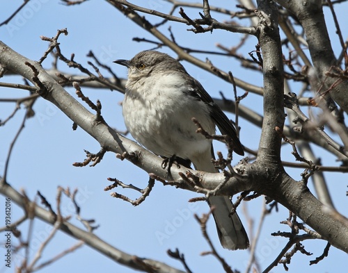 Bird in Branches