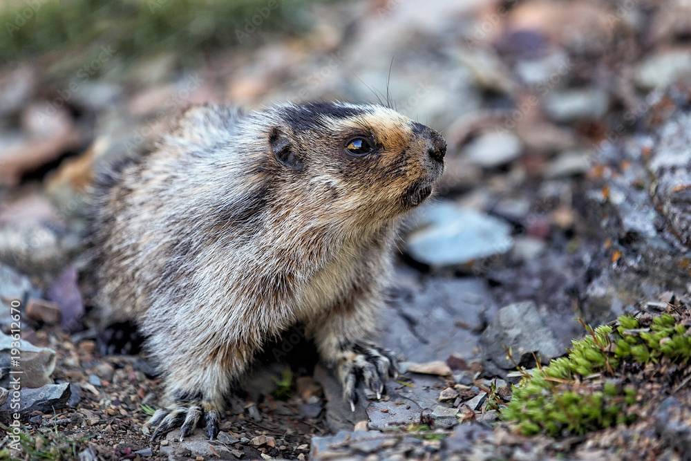 Marmot in the mountains Marmot in the mountains