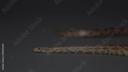 Snake on dark gray background slithers in slow motino 240 fps. Passion style footage of Easter scenes photo