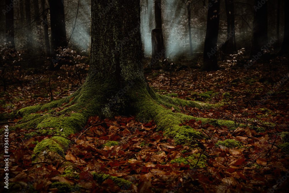 der Wald der Wald