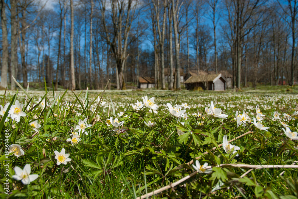 Obraz premium Nature in springtime,Sweden