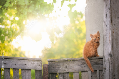 Fototapeta Naklejka Na Ścianę i Meble -  Orange kitten on a rustic fence - Cute little orange cat sitting on an old wooden fence, looking at the camera, surrounded by spring nature, on a sunny day, in a village in Romania.