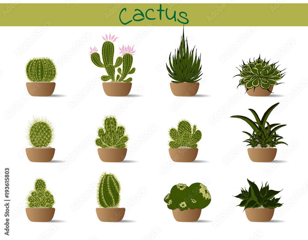 collection cactus in a pot collection cactus in a pot
