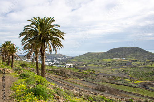 Lanzarote Tal mit Palmen