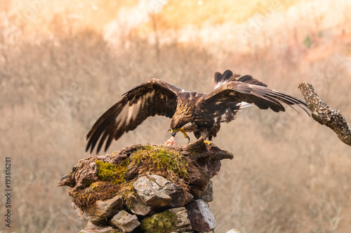 The golden eagle, the buzzard, the marsh harrier, etc., are some of great birds of prey, displayed in different places of spain ... photo