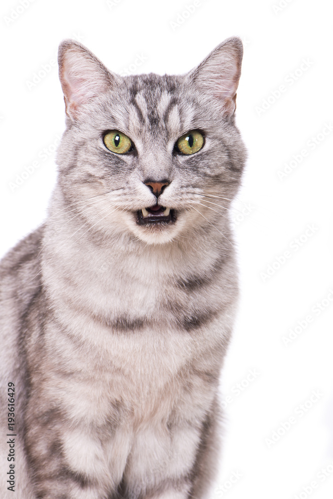 Getigerte Katze miaut - isoliert auf weißem Grund