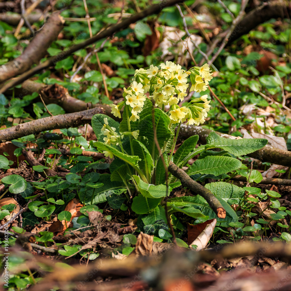 Schlüsselblume in der Blüte Schlüsselblume in der Blüte