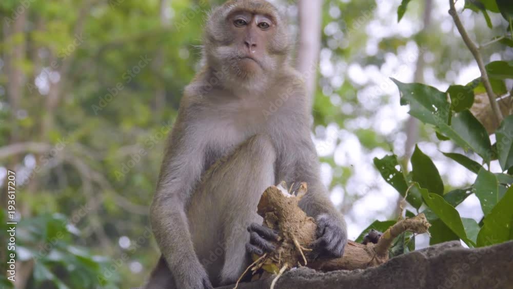 Macaque eats a root broken from a tree in wildlife. Blurred background Macaque eats a root broken from a tree in wildlife. Blurred background