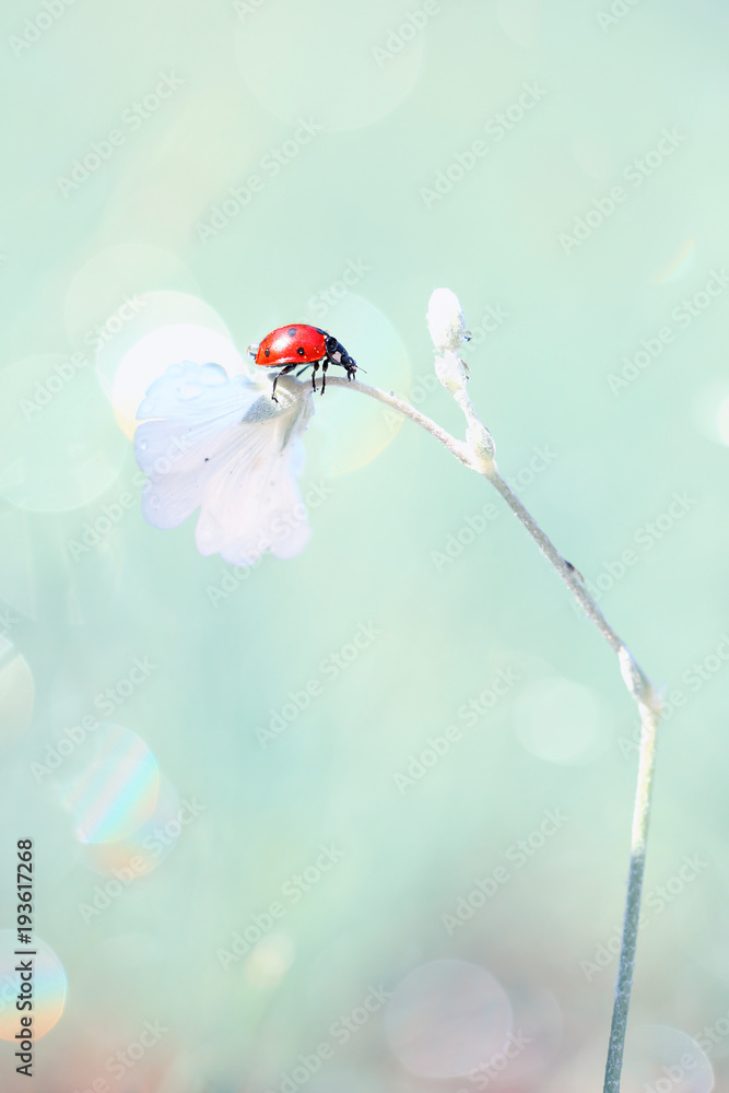 Naklejka premium Red Ladybug likes to explore new flowers of a beautiful smell.