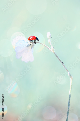 Red Ladybug likes to explore new flowers of a beautiful smell.