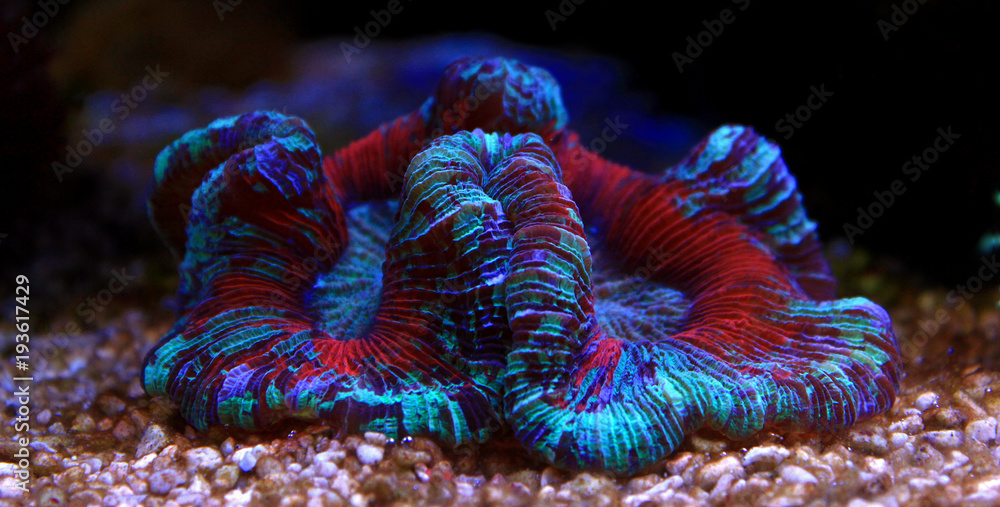 Naklejka premium Open brain sp. coral in reef aquarium