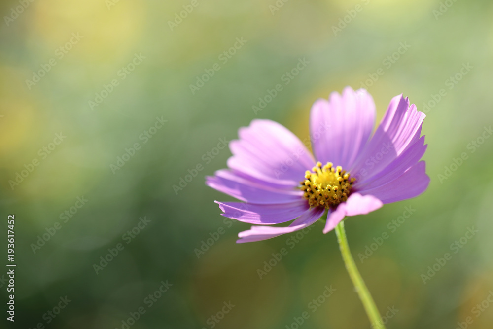 Cosmos flower in close up in nature background Cosmos flower in close up in nature background