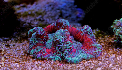 Open brain coral in aquarium reef tank