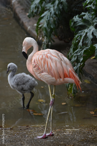 Sweet baby flamingo in the water and a pink flamingo