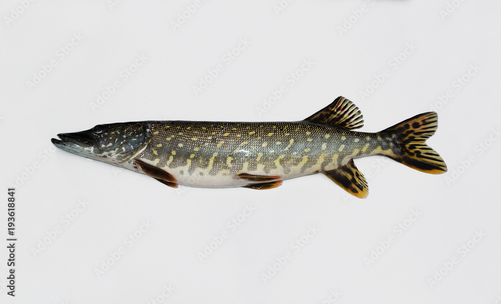 European pike isolated on white background. Esox lucius European pike isolated on white background. Esox lucius