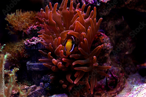 Clarkii Clownfish  Amphiprion clarkii 