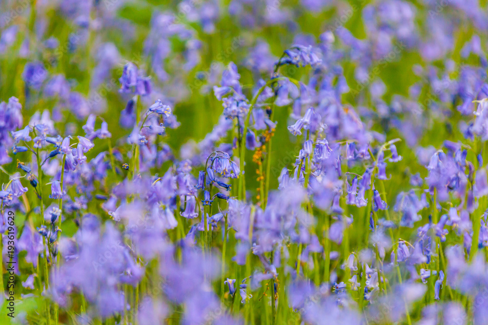 Bluebells on a soft focus background