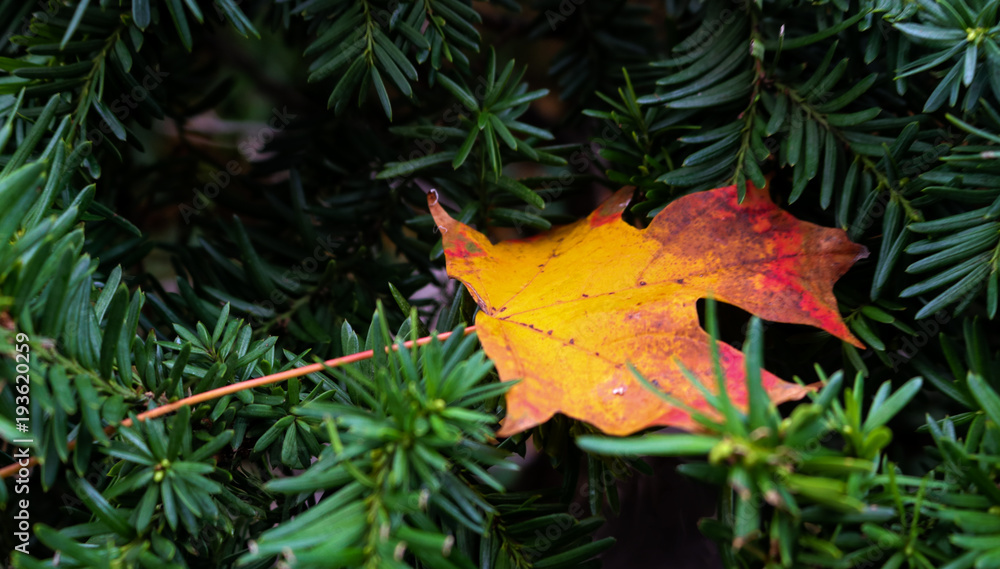 Colorful fall leaf caught in dark green foliage.jpg Colorful fall leaf caught in dark green foliage.jpg