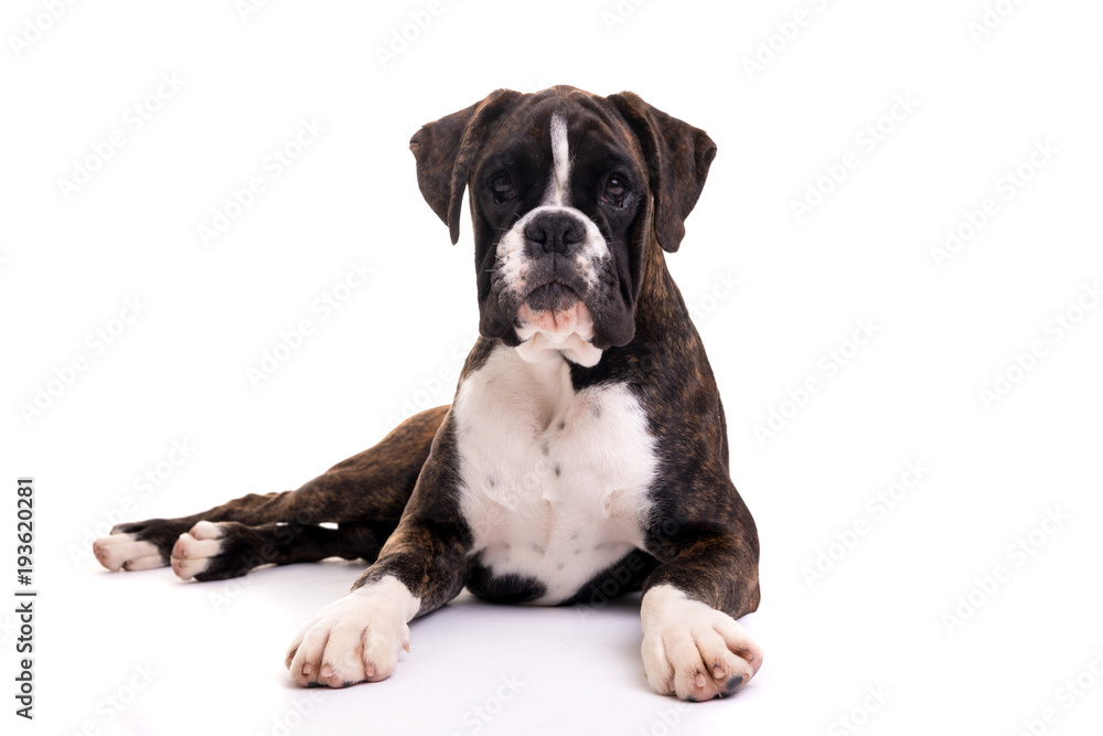 Beautiful Boxer puppy Beautiful Boxer puppy
