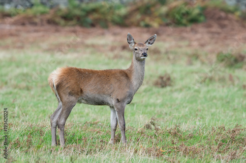 Red Deer Fawn (Cervus elaphus)/Red Deer Calf in open field of grass and bracken