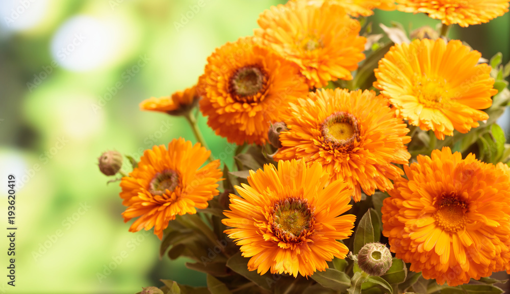 Calendula bouquet closeup, blur nature background, copy space Calendula bouquet closeup, blur nature background, copy space