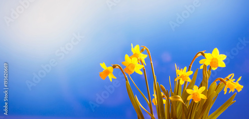 Fototapeta Naklejka Na Ścianę i Meble -  Narcissus flowers close up, blue sky background, copy space, banner