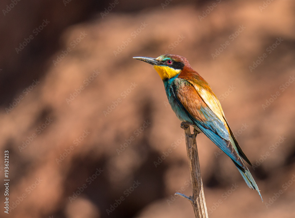 the bee-eaters return every summer to spain leaving scenes of hunting, color, relationships with their partners, feeding, etc. beautiful to contemplate ...