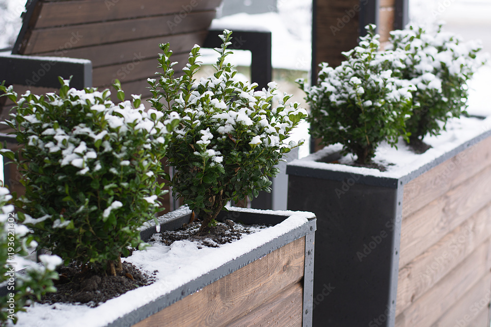 The tree is covered with snow. Green plants under the snow. Background.