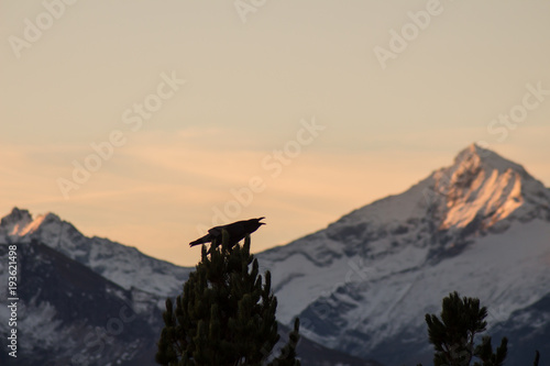 Vogel in den Bergen
