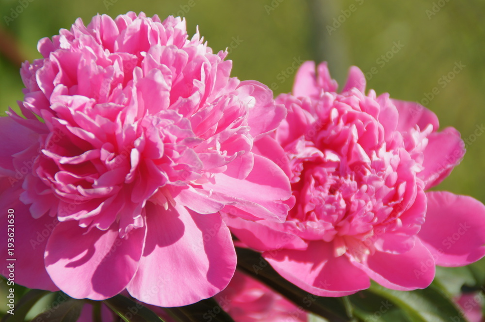 delicate pink peony in summer saltybeautiful delicate pink peony in a sunny summer garden