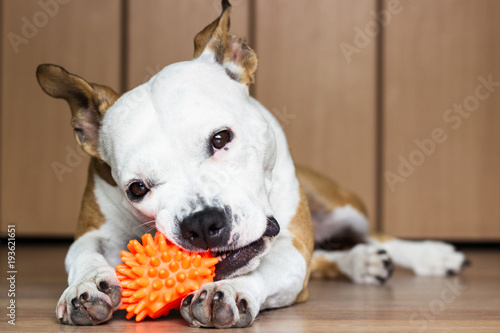 Obraz na plátně Playful and cute dog chewing a toy at home