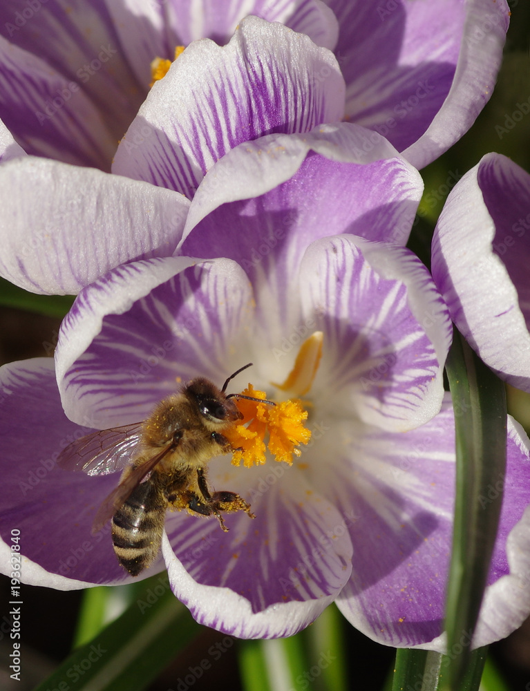 Honeybee visiting blossoming crocuses Honeybee visiting blossoming crocuses