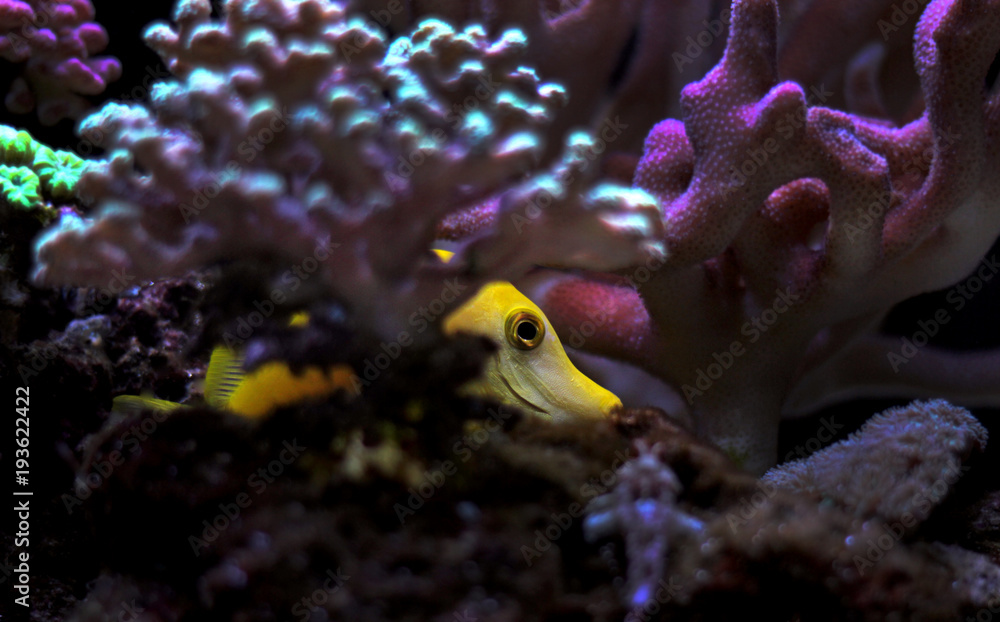 Fototapeta premium Zebrasoma Yellow tang fish