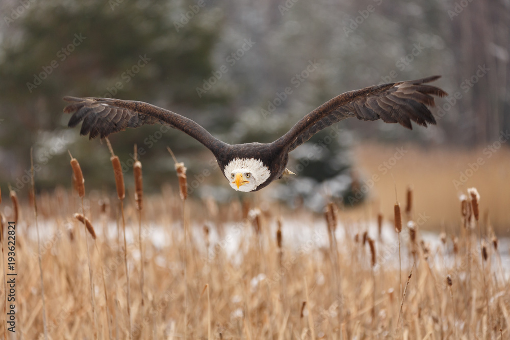 Obraz premium Weisskopfseeadler