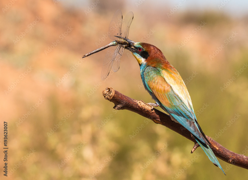 the bee-eaters return every summer to spain leaving scenes of hunting, color, relationships with their partners, feeding, etc. beautiful to contemplate ... the bee-eaters return every summer to spain leaving scenes of hunting, color, relationships with their partners, feeding, etc. beautiful to contemplate ...