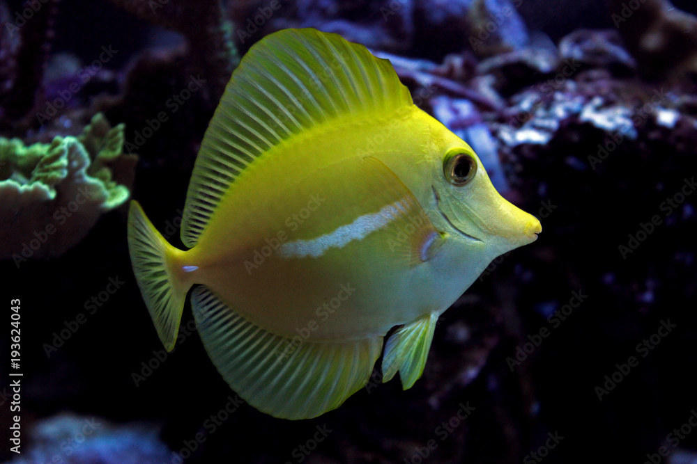 Zebrasoma Yellow tang fish Zebrasoma Yellow tang fish