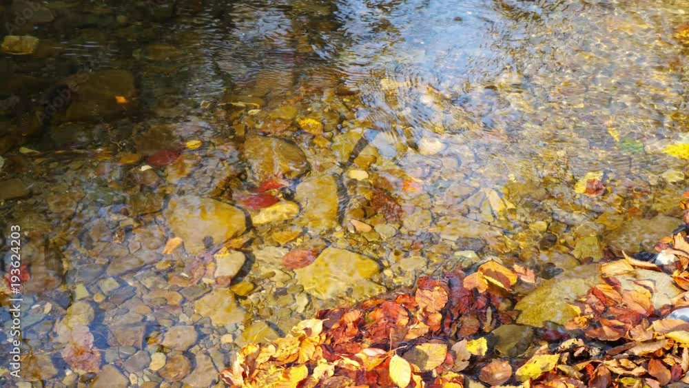 The mountain river in autumn forest at amazing sunny day The mountain river in autumn forest at amazing sunny day