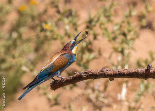 the bee-eaters return every summer to spain leaving scenes of hunting, color, relationships with their partners, feeding, etc. beautiful to contemplate ... © AGUS