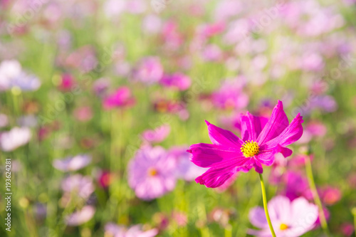 Cosmos flower close up on sunset background with soft selective focus © Oran Tantapakul