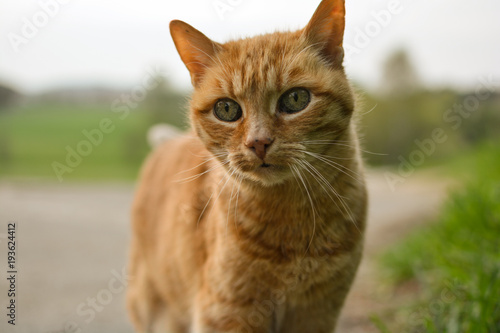 Kot