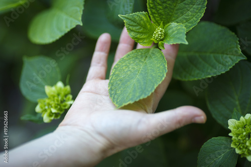 Hand Holding Leaf
