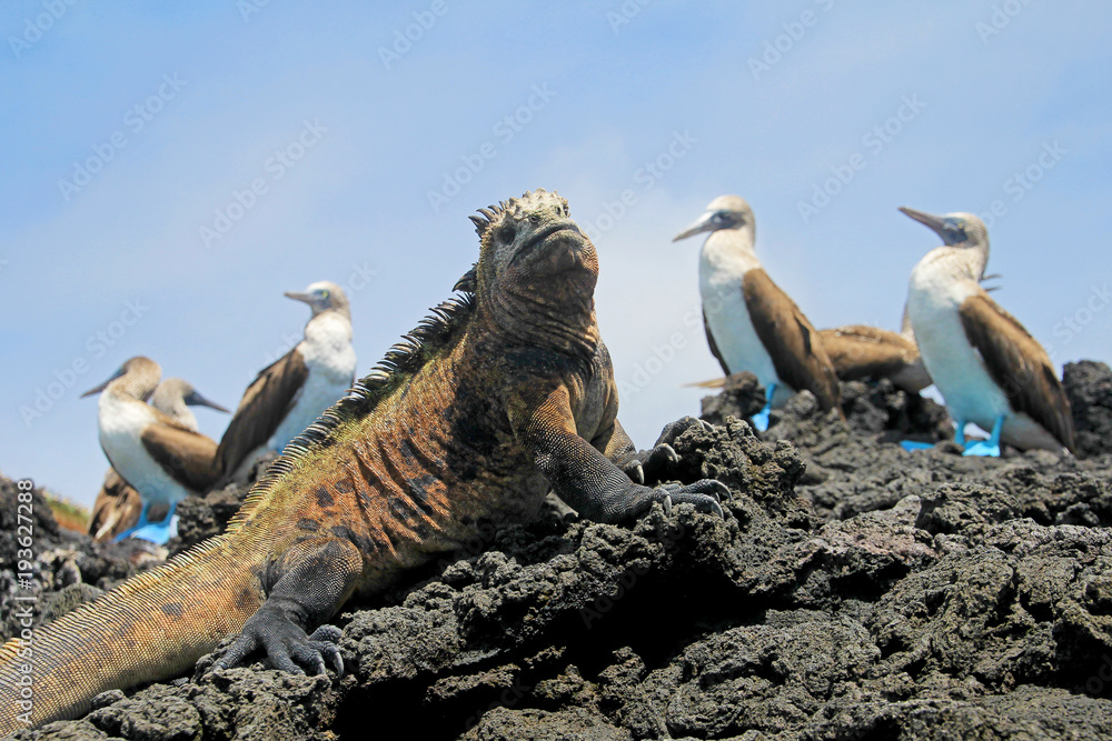 Naklejka premium Legwan morski z głuptakami niebieskonogimi, minami, Sula nebouxii i Amblyrhynchus cristatus, na wyspie Isabela, Galapagos, Ekwadorze, Ameryce Południowej