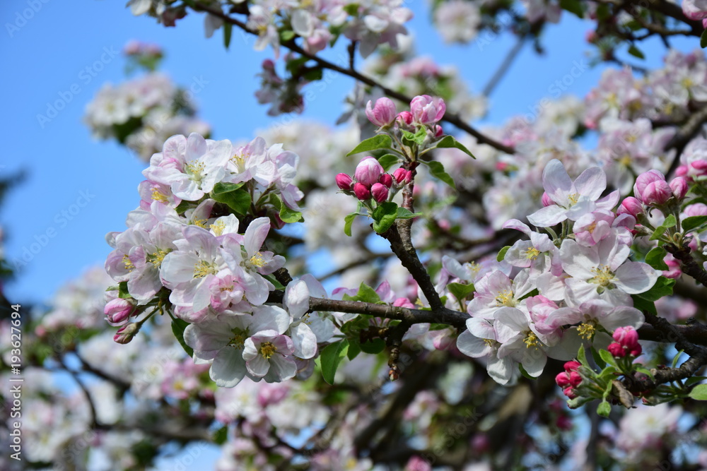 Apfelblüte Apfelblüte
