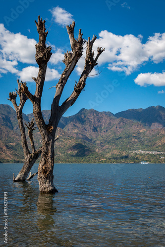 Toter Baum am Ufer des Lago de Atitlàn