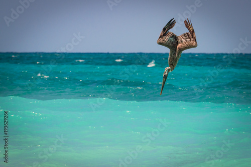 Brown Pelican's - Pelecanus Occidentalis - Diving