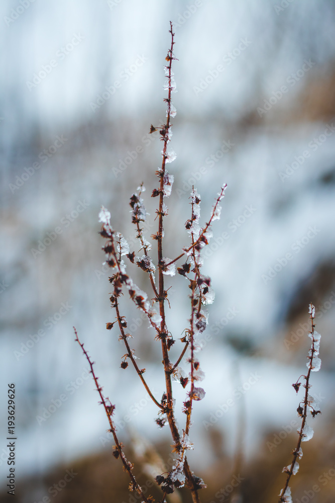 Obraz premium Snow covered branches of small plant in the winter